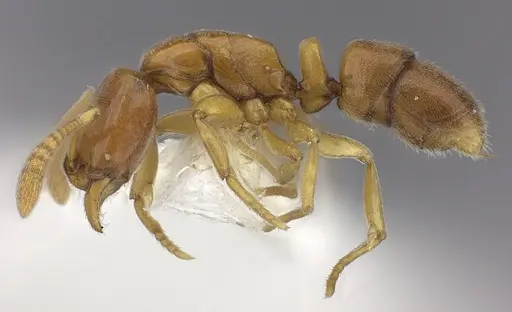 Hypoponera parva specimen