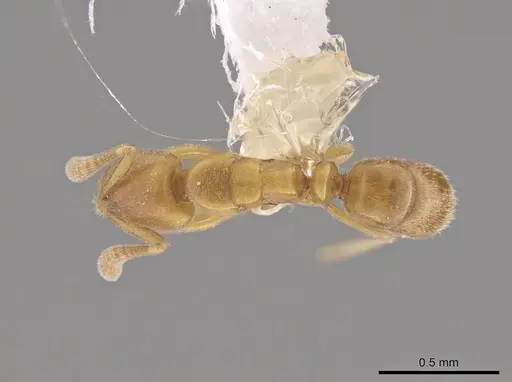 Hypoponera parva - CASENT0655126