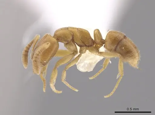 Hypoponera parva - CASENT0655126