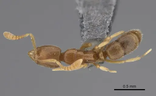 Hypoponera parva - CASENT0923398