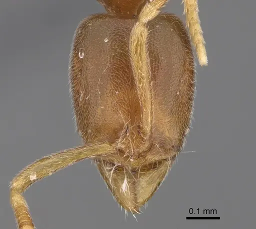 Hypoponera parva - CASENT0923398