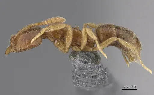 Hypoponera parva - CASENT0923398