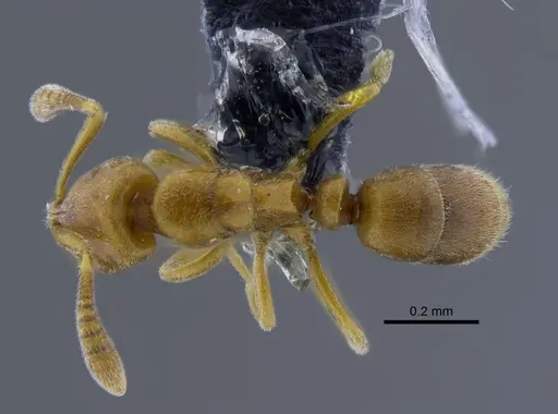 Hypoponera parva - CBUMAGENT41727