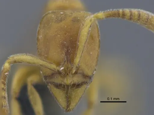 Hypoponera parva - CBUMAGENT41727