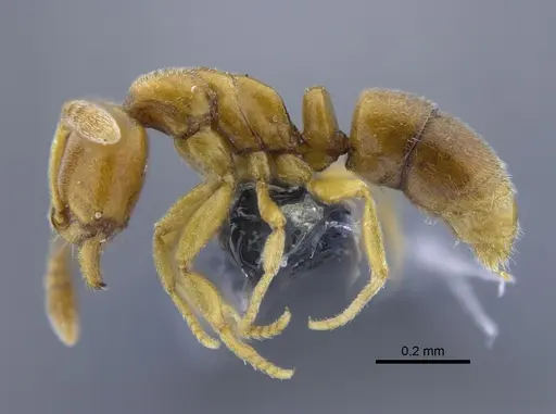 Hypoponera parva - CBUMAGENT41727