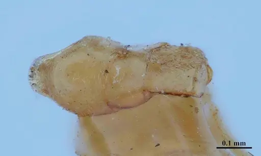 Hypoponera parva - MHNGENTO00094337