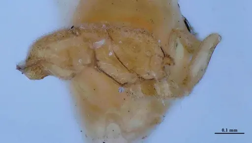 Hypoponera parva - MHNGENTO00094337