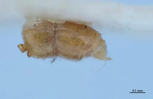 Hypoponera parva - MHNGENTO00094337