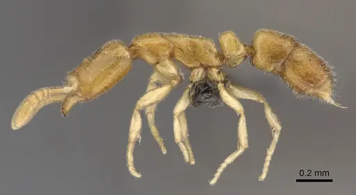 Hypoponera perparva specimen