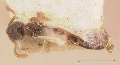 Hypoponera pia specimen