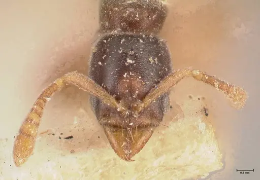 Hypoponera pia specimen