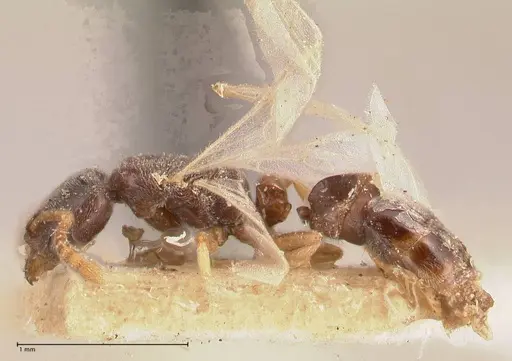 Hypoponera pia specimen