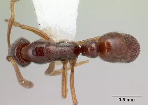 Hypoponera producta specimen