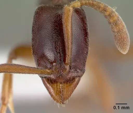 Hypoponera producta specimen