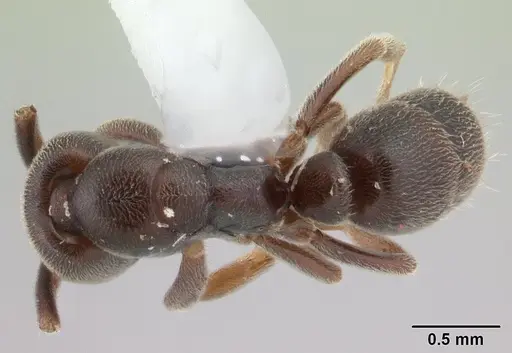 Hypoponera pruinosa specimen