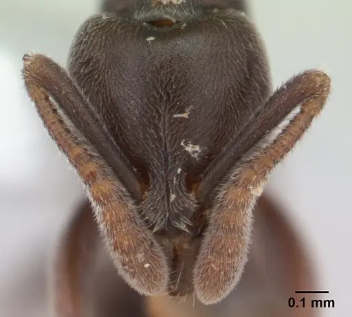 Hypoponera pruinosa specimen