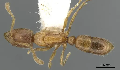 Hypoponera pulchra specimen