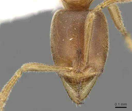 Hypoponera pulchra specimen