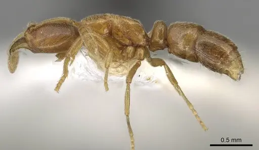 Hypoponera pulchra specimen