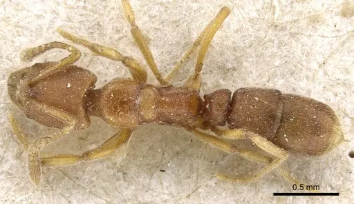 Hypoponera punctiventris specimen