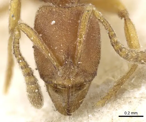 Hypoponera punctiventris specimen