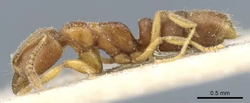 Hypoponera punctiventris specimen