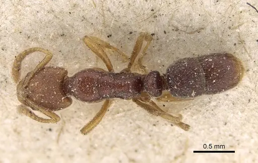 Hypoponera punctiventris - CASENT0922437