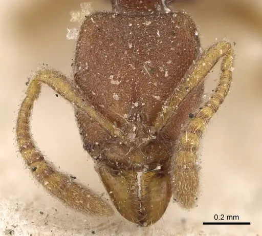 Hypoponera punctiventris - CASENT0922437