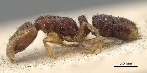 Hypoponera punctiventris - CASENT0922437