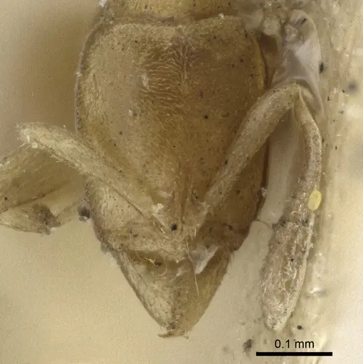 Hypoponera pygmaea specimen