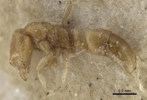 Hypoponera pygmaea specimen