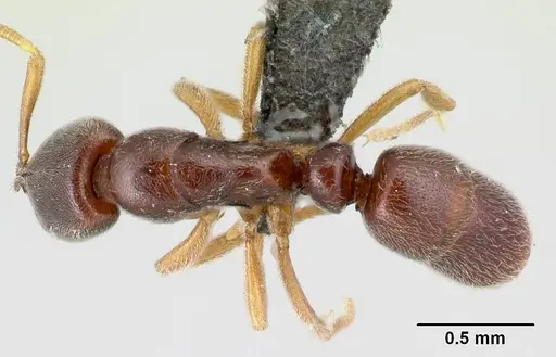 Hypoponera quaestio specimen