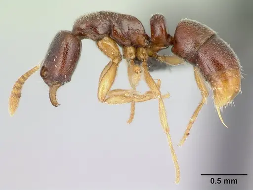 Hypoponera quaestio specimen