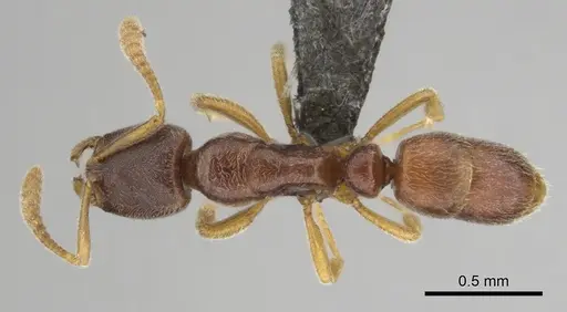 Hypoponera quaestio - CASENT0250610