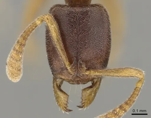 Hypoponera quaestio - CASENT0250610