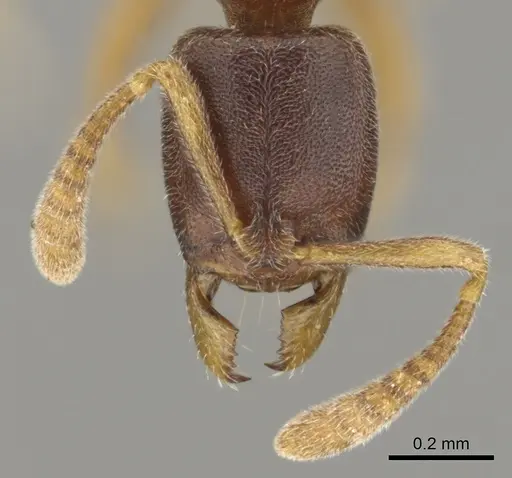 Hypoponera quaestio - CASENT0250610