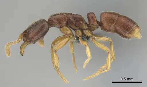 Hypoponera quaestio - CASENT0250610