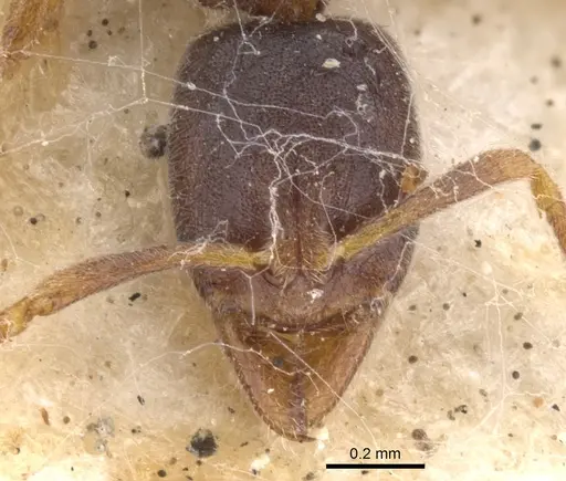 Hypoponera queenslandensis specimen
