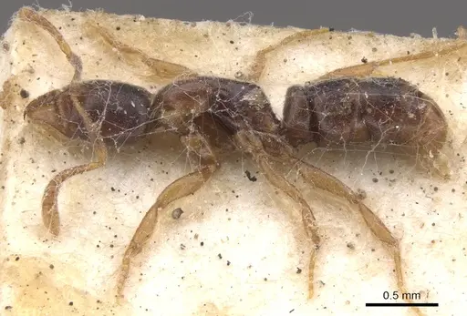 Hypoponera queenslandensis specimen