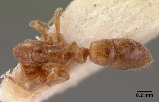 Hypoponera ragusai specimen