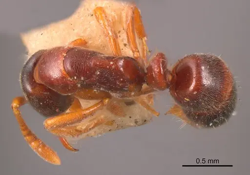 Hypoponera rectidens specimen