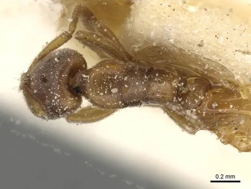 Hypoponera rectidens - CASENT0915298