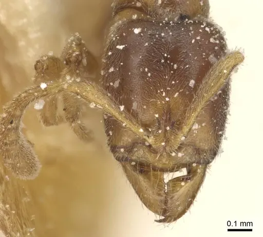 Hypoponera rectidens - CASENT0915298