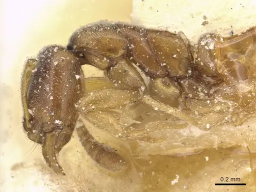 Hypoponera rectidens - CASENT0915298