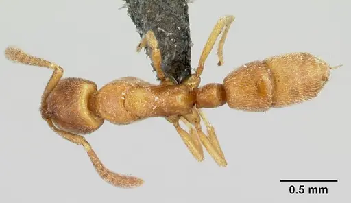 Hypoponera regis specimen