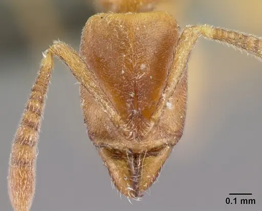 Hypoponera regis specimen