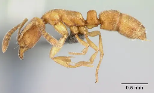 Hypoponera regis specimen