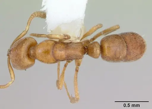 Hypoponera reichenspergeri specimen