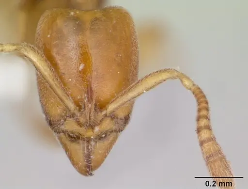 Hypoponera reichenspergeri specimen