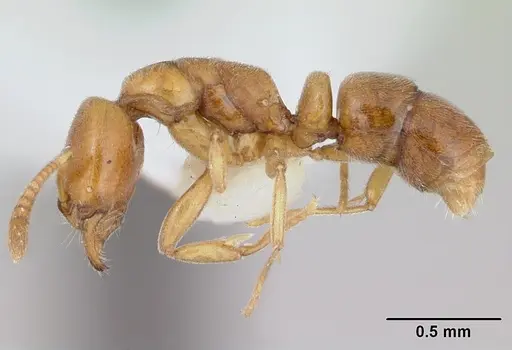 Hypoponera reichenspergeri specimen